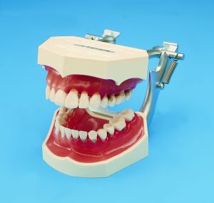 Demonstrations-Modell 1