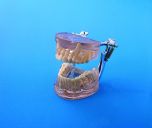 Gebissentwicklungsmodell 1