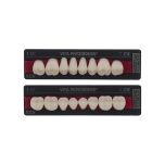 PHYSIODENS 3D-MASTER Seitenzähne